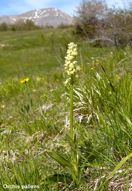 Le orchidee di Cardito, splendide praterie tra il reatino e laquilano.